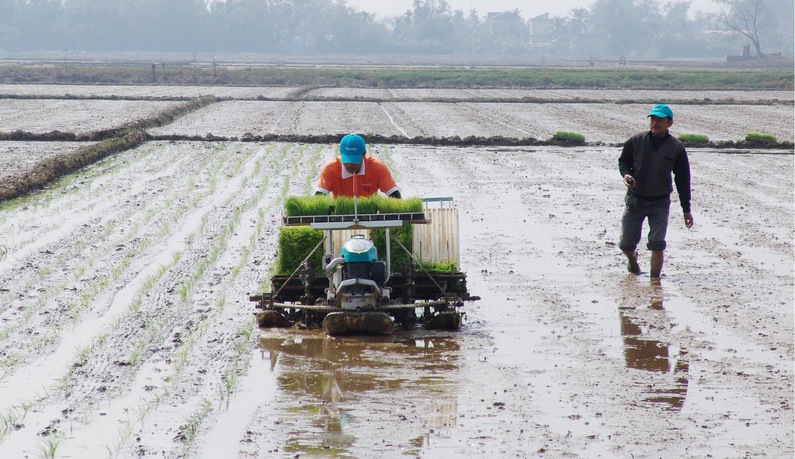 Đưa giống lúa ngắn ngày, chất lượng vào gieo cấy