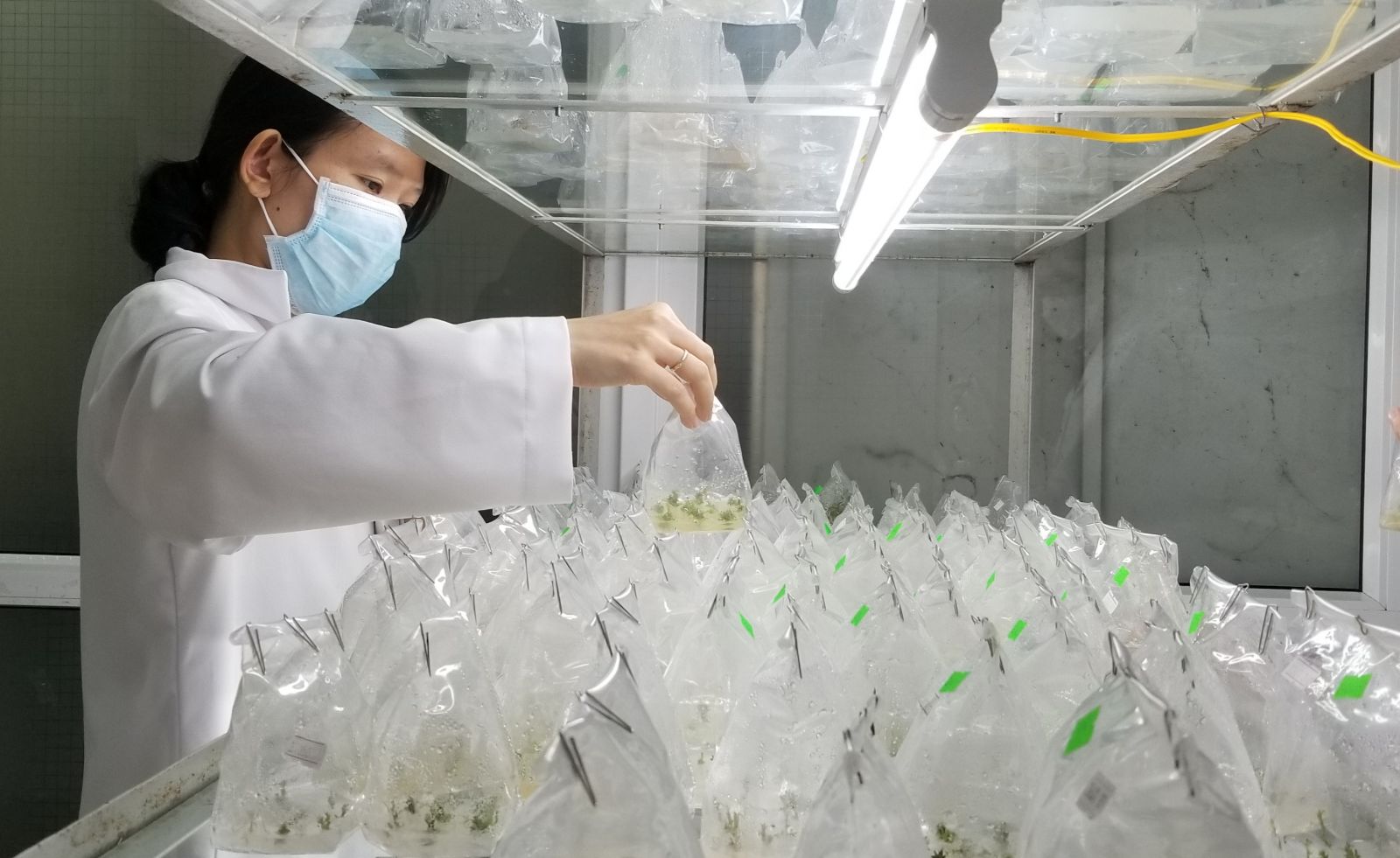 Chọn loài và vùng trồng dược liệu theo hướng sản phẩm hàng hóa chủ lực