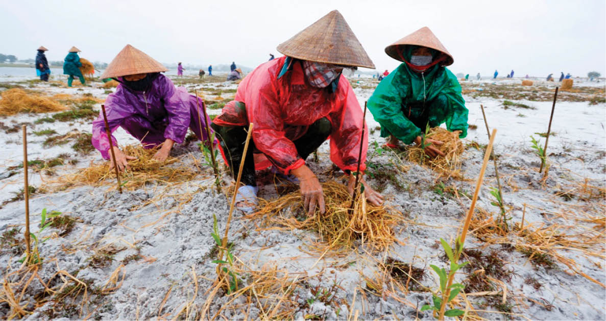 Phục hồi rừng bản địa trên cát