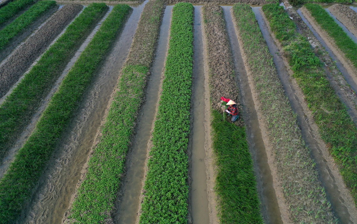 Kiệu La Chữ vào vụ tết