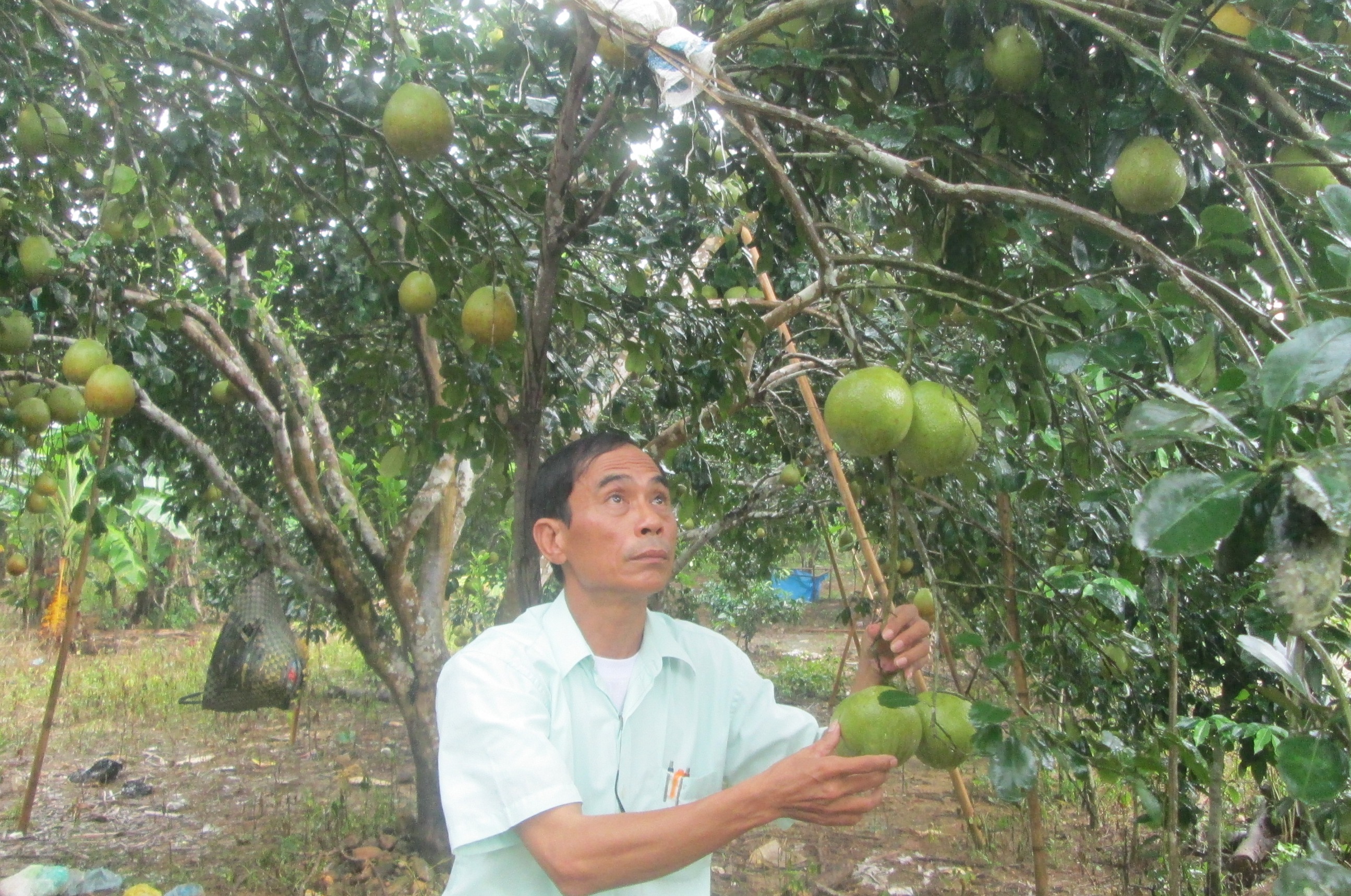 Đăng ký và bảo hộ chỉ dẫn địa lý cho thanh trà Huế