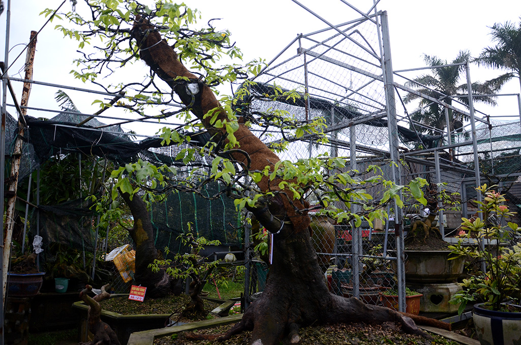 Mục sở thị vườn mai “khủng” ở Huế