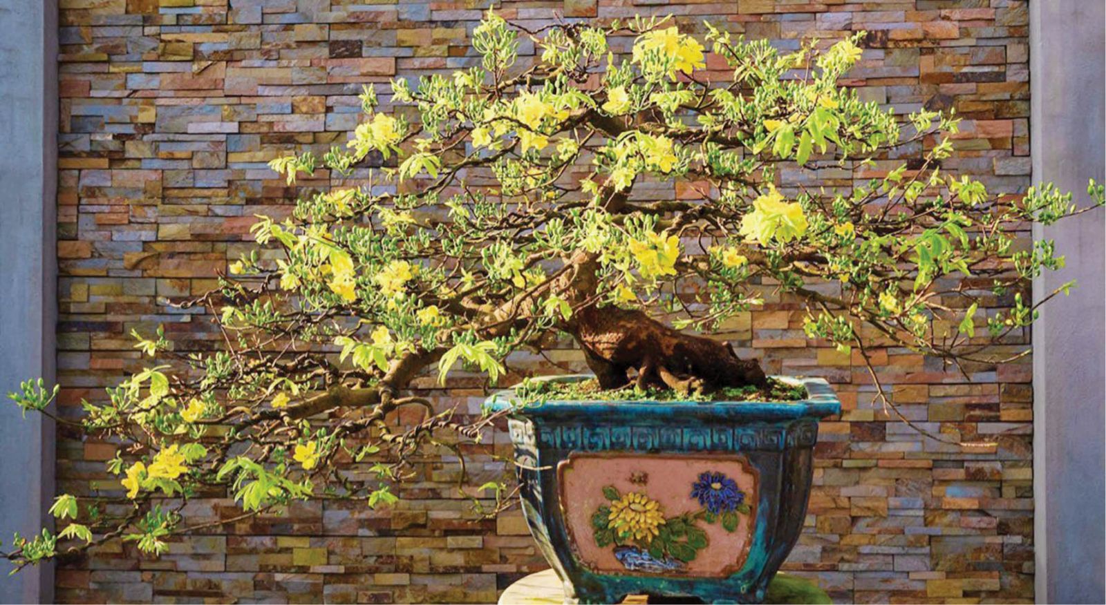 Branding and promoting the value of Hue yellow apricot blossoms