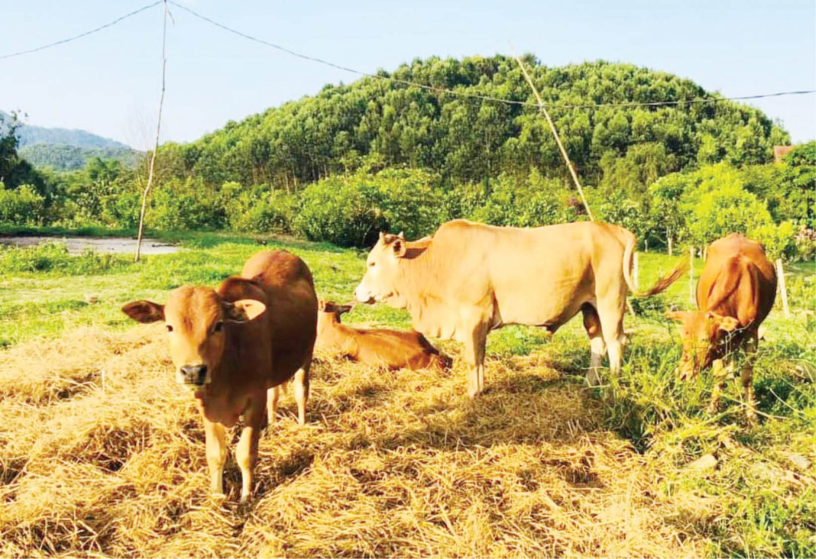 Nhiều mô hình khuyến nông cần nhân rộng