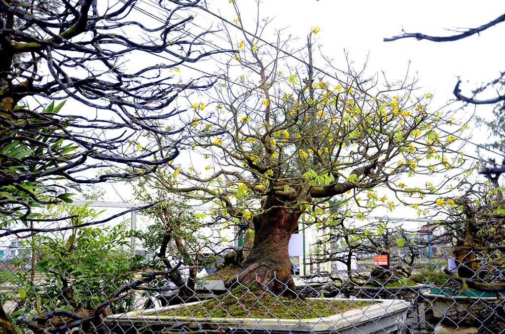 Witnessing the “marvellous” yellow apricot garden in Hue