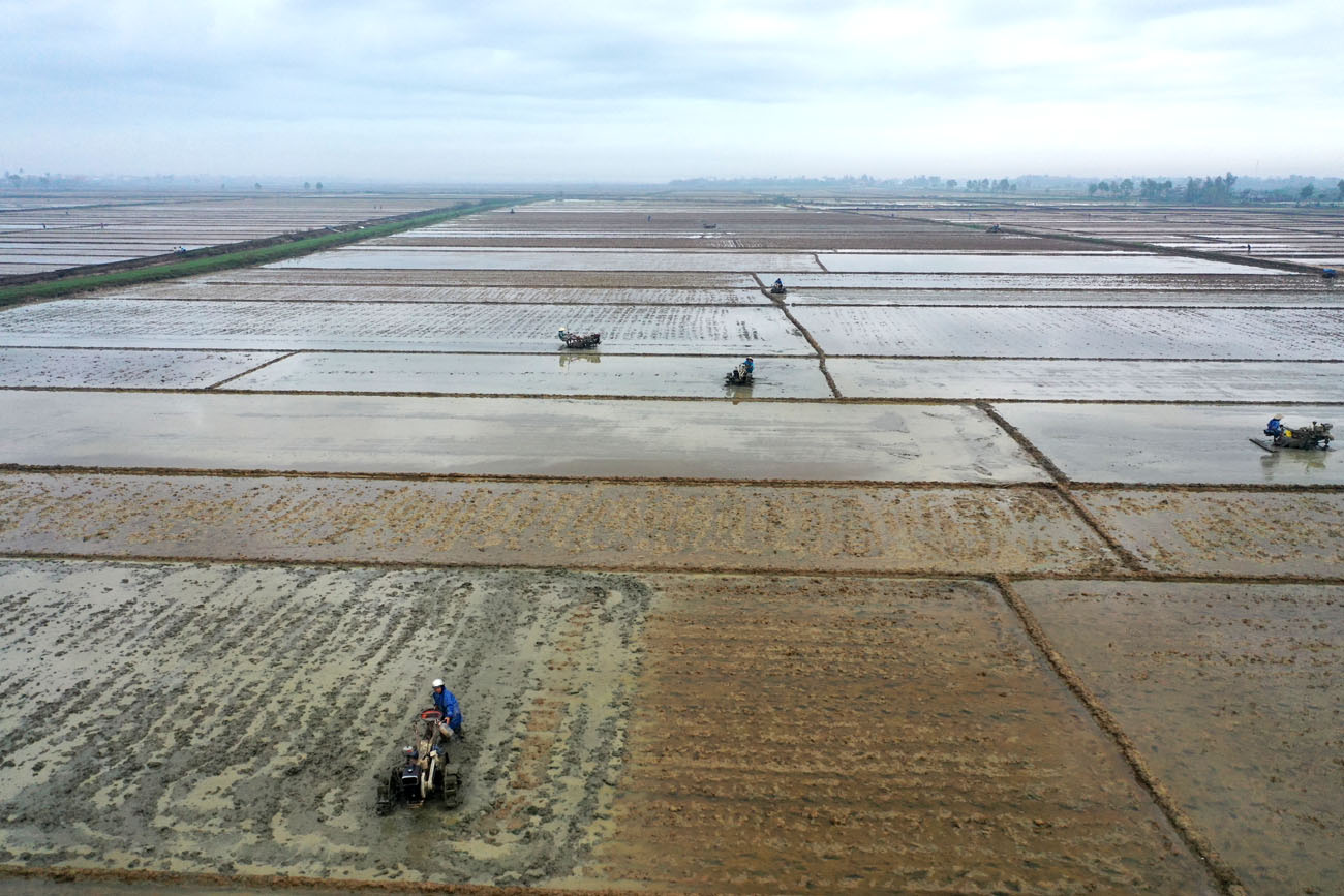 Bám đồng trong tiết trời mưa rét