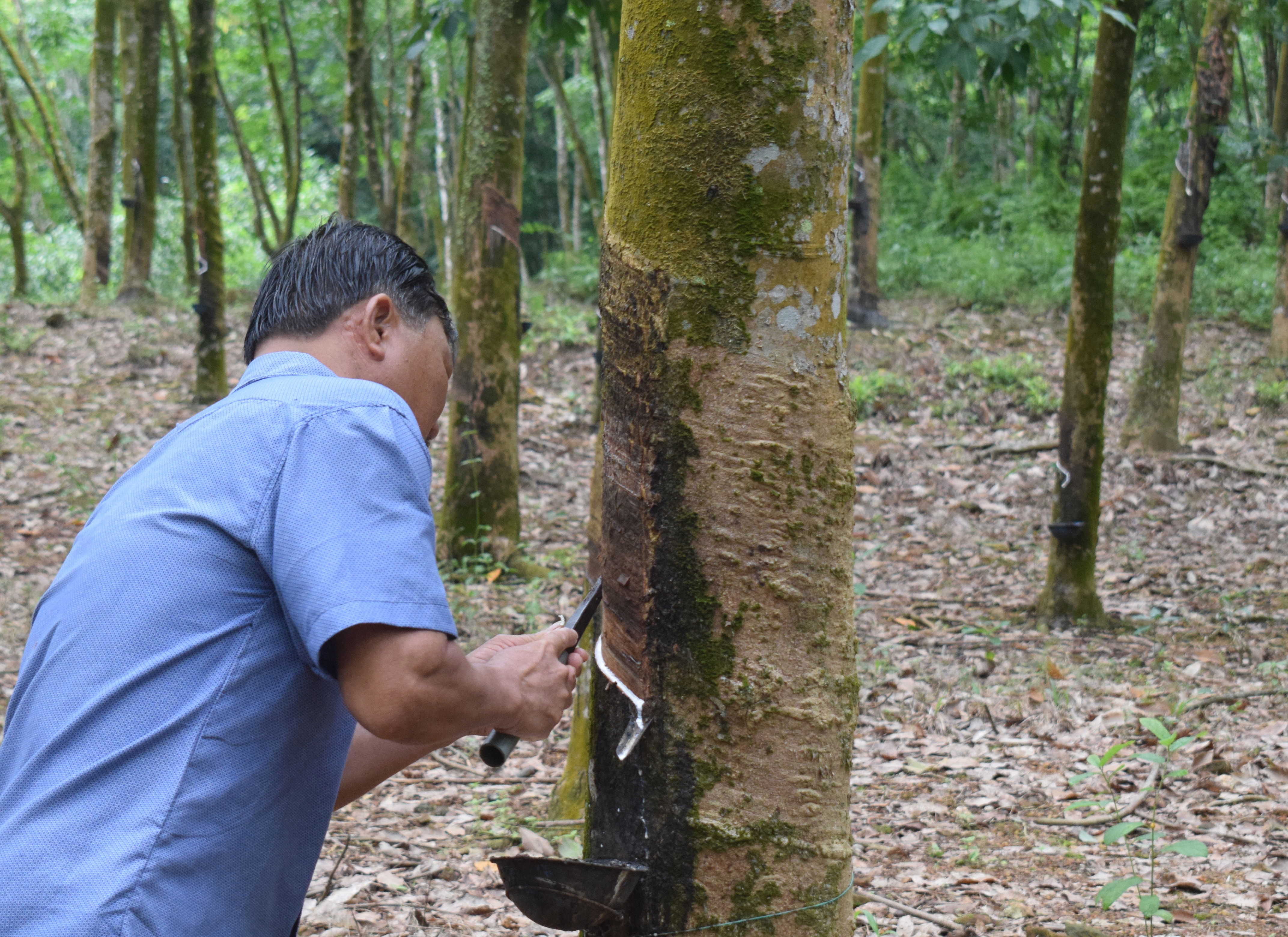 Hơn 800ha cây trồng bị sâu bệnh gây hại