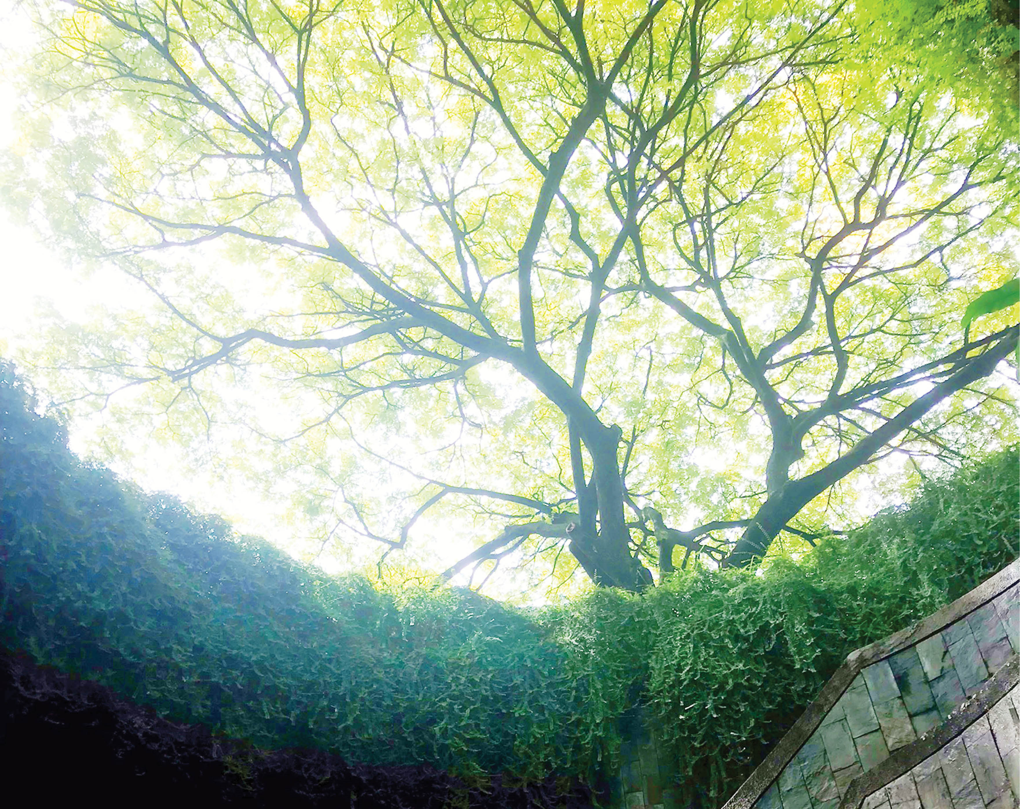 Bầy nắng