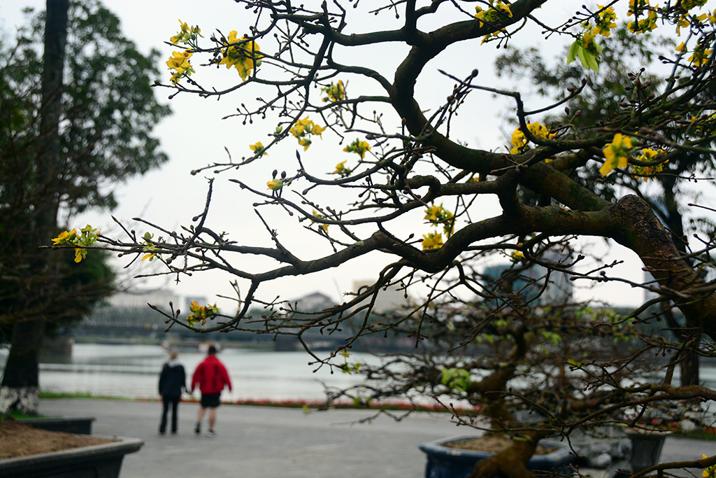 Ngắm Hoàng mai Huế hội tụ về Công viên Thương Bạc