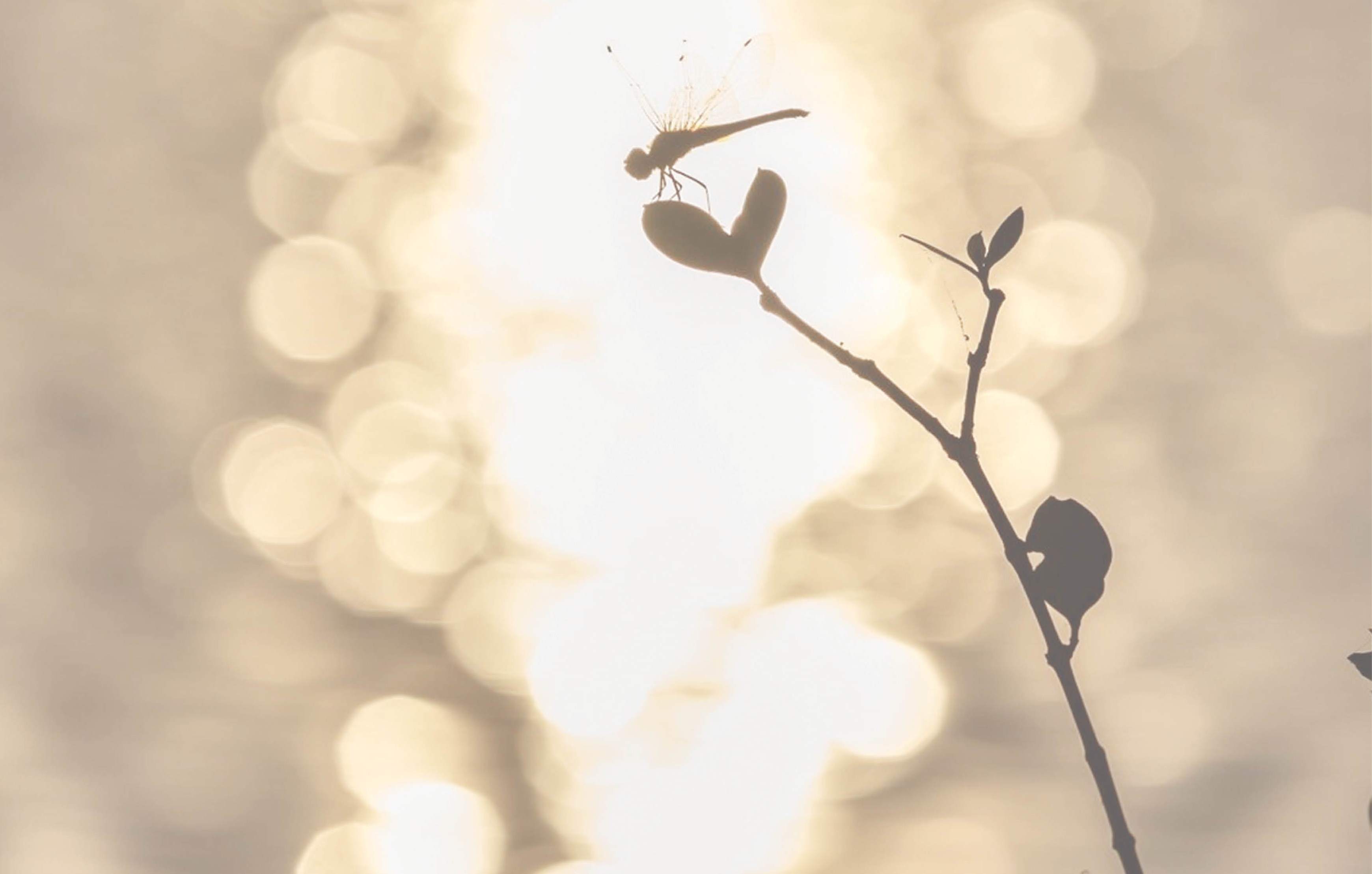 Thanh âm của Huế riêng mình