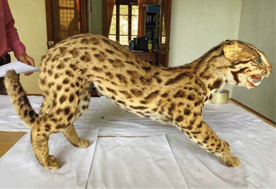 Bảo tồn mèo quý