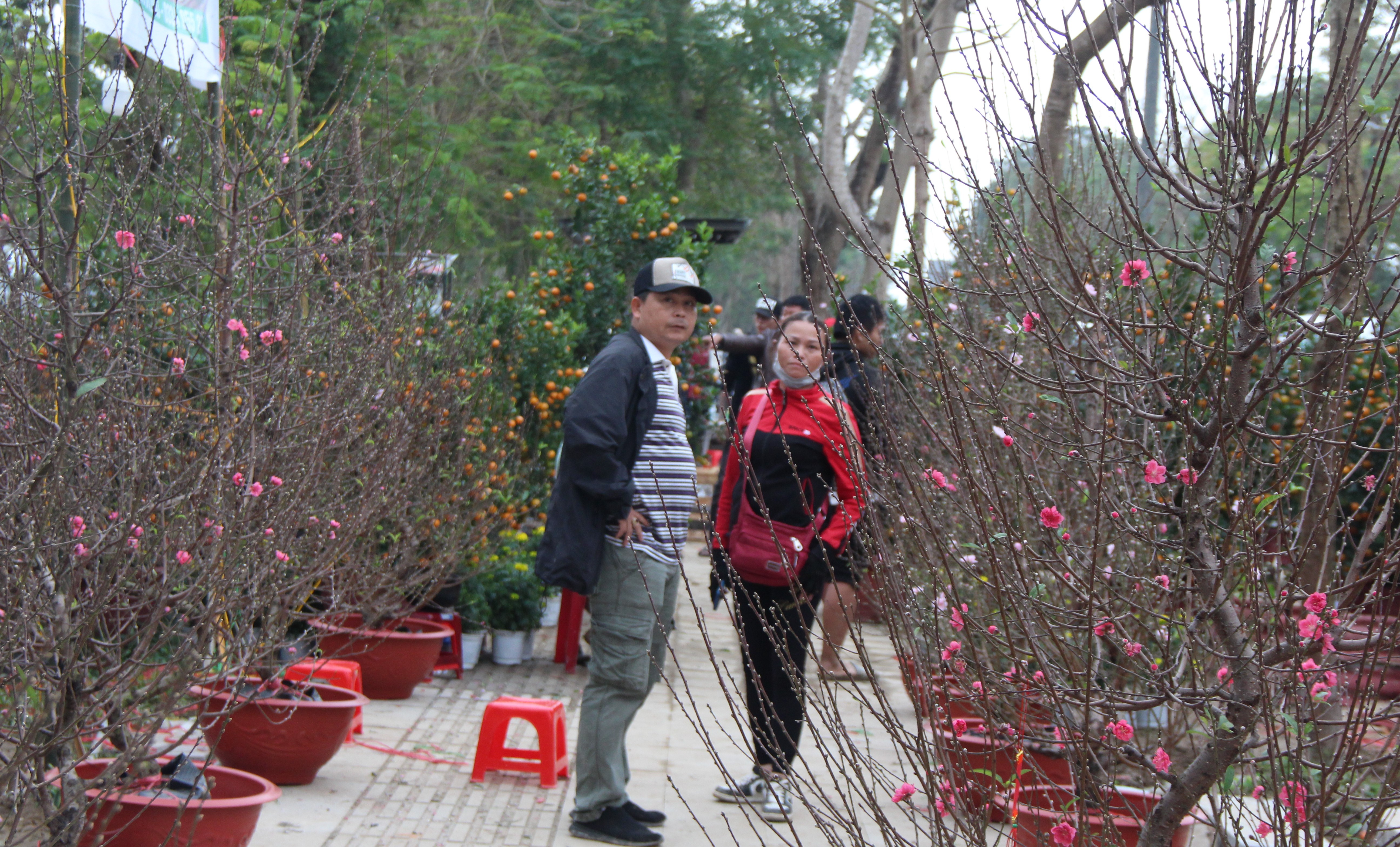 Hoa tết tụ về Huế chờ người mua