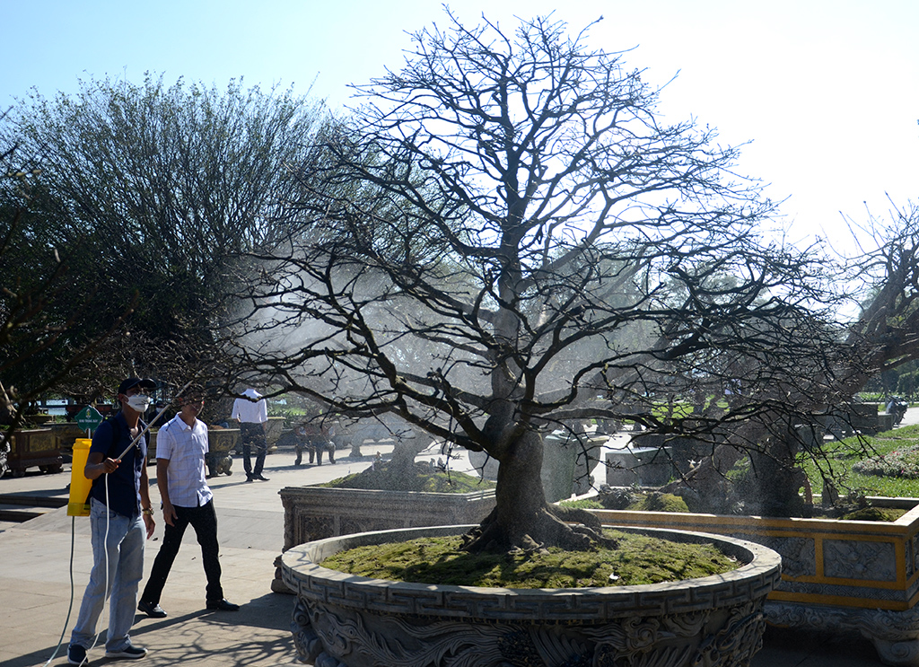 Khai mạc Lễ hội Hoàng mai Huế lần I