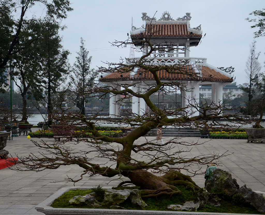 Enjoying Hue Yellow Apricot converged on Thuong Bac Park
