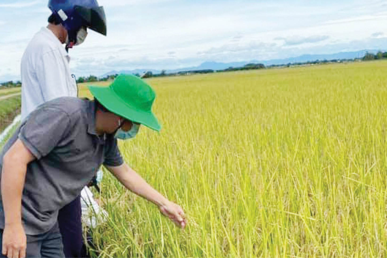 Nhiều giống lúa mới chất lượng được nhân rộng