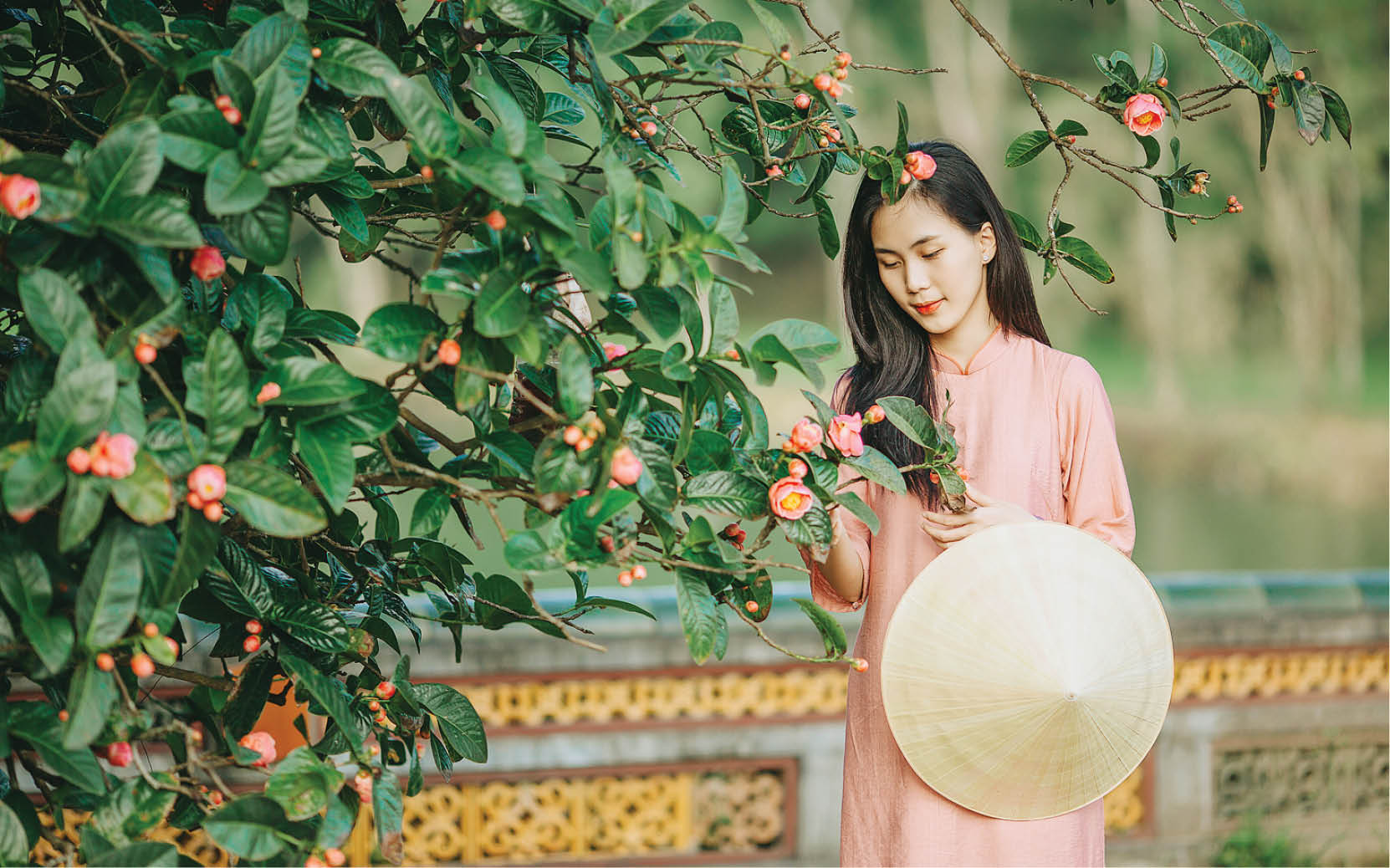 Sắc xuân hải đường