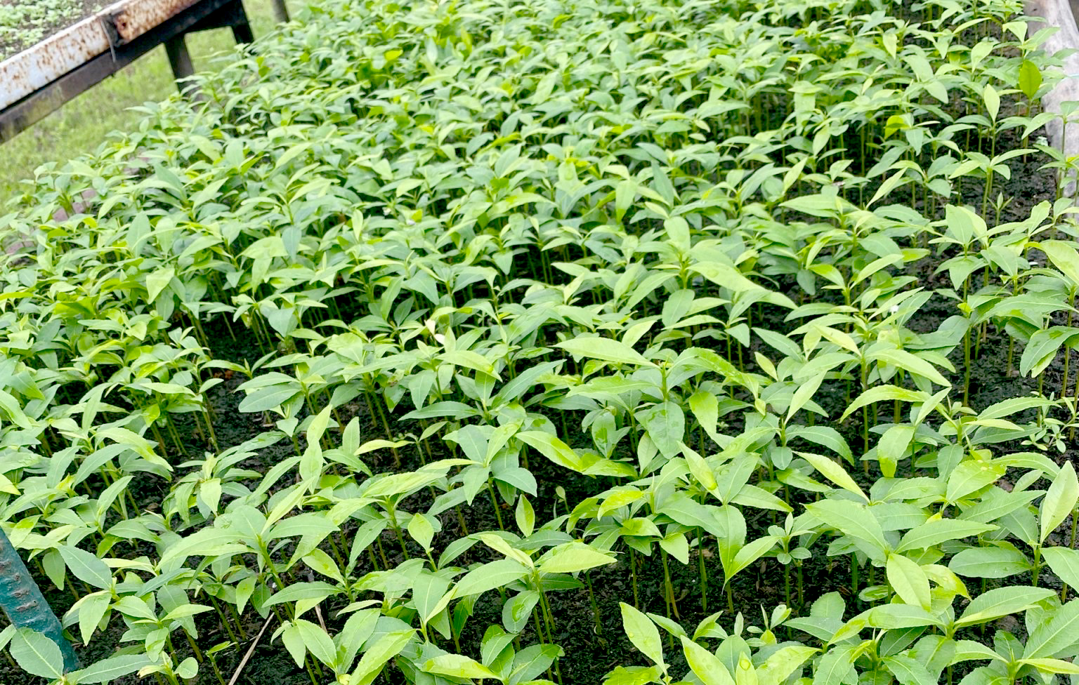 Nhân giống hoàng mai