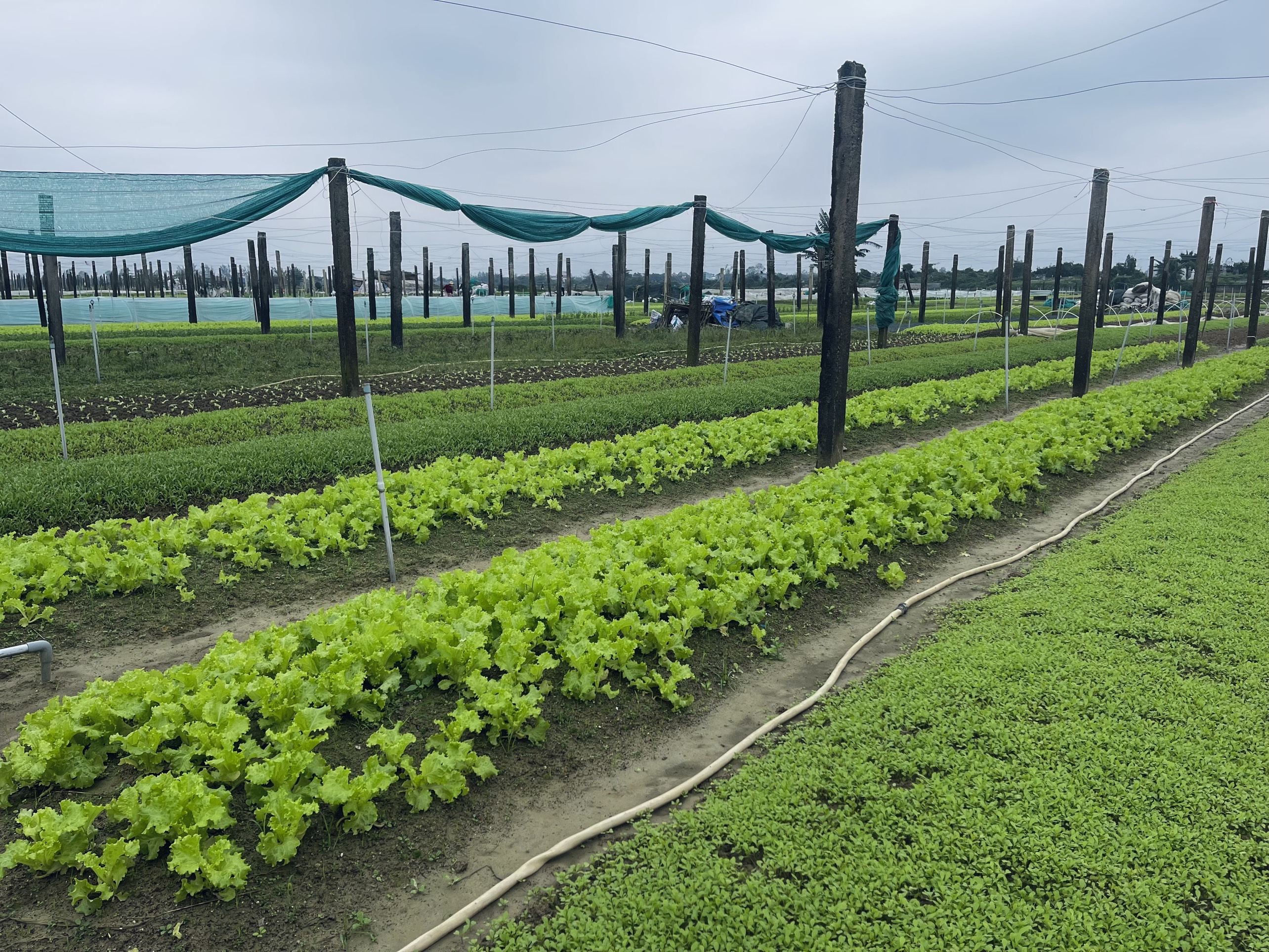 Thời tiết thất thường, nông dân làng rau lo “mất” tết