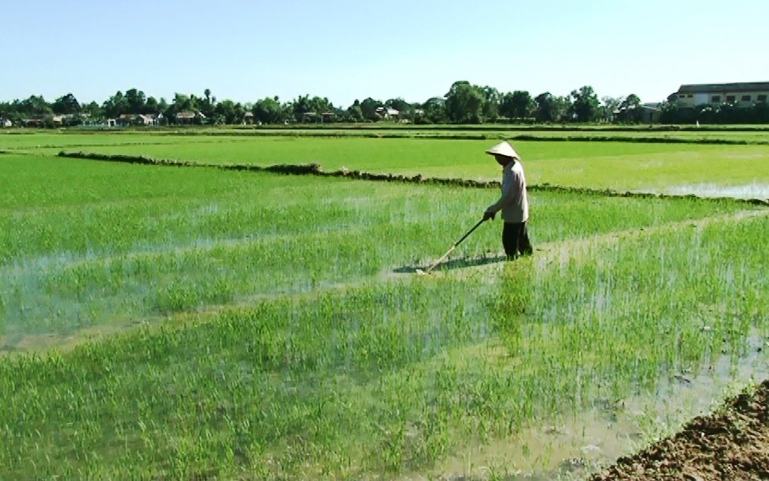 Nông dân xuống đồng chăm lúa sau Tết