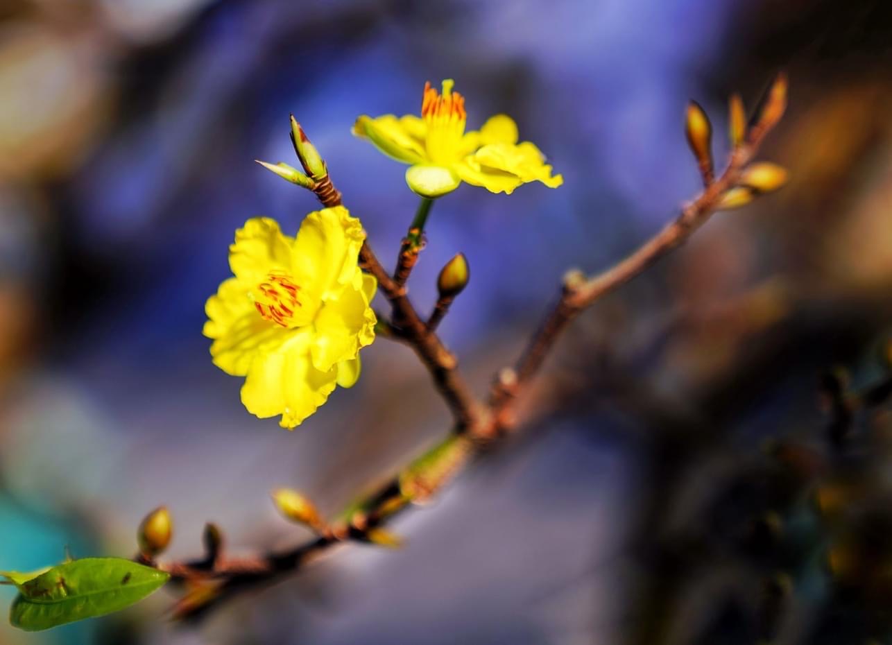 Propagating yellow apricots