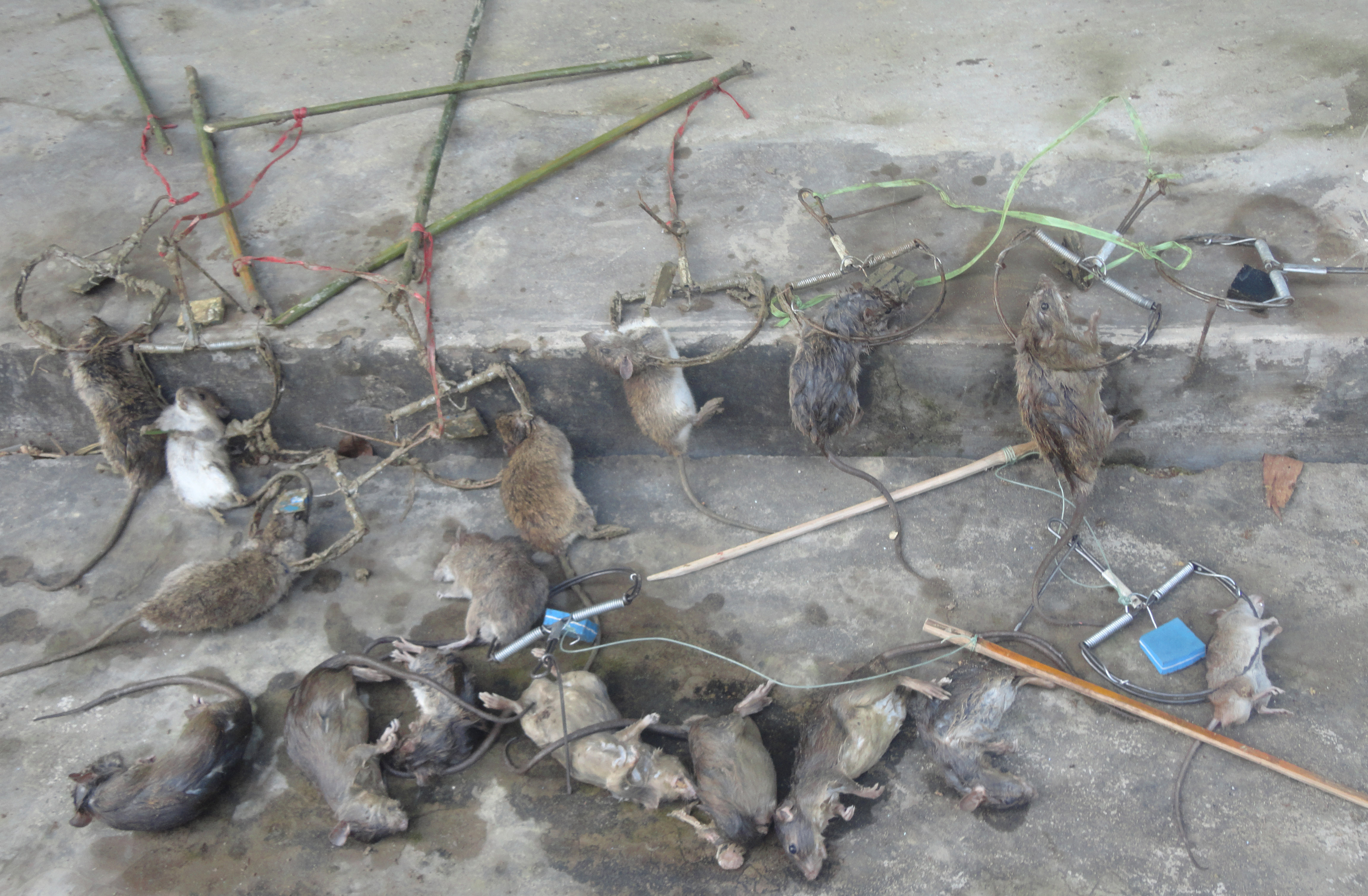 615ha lúa bị chuột, ốc bươu vàng gây hại