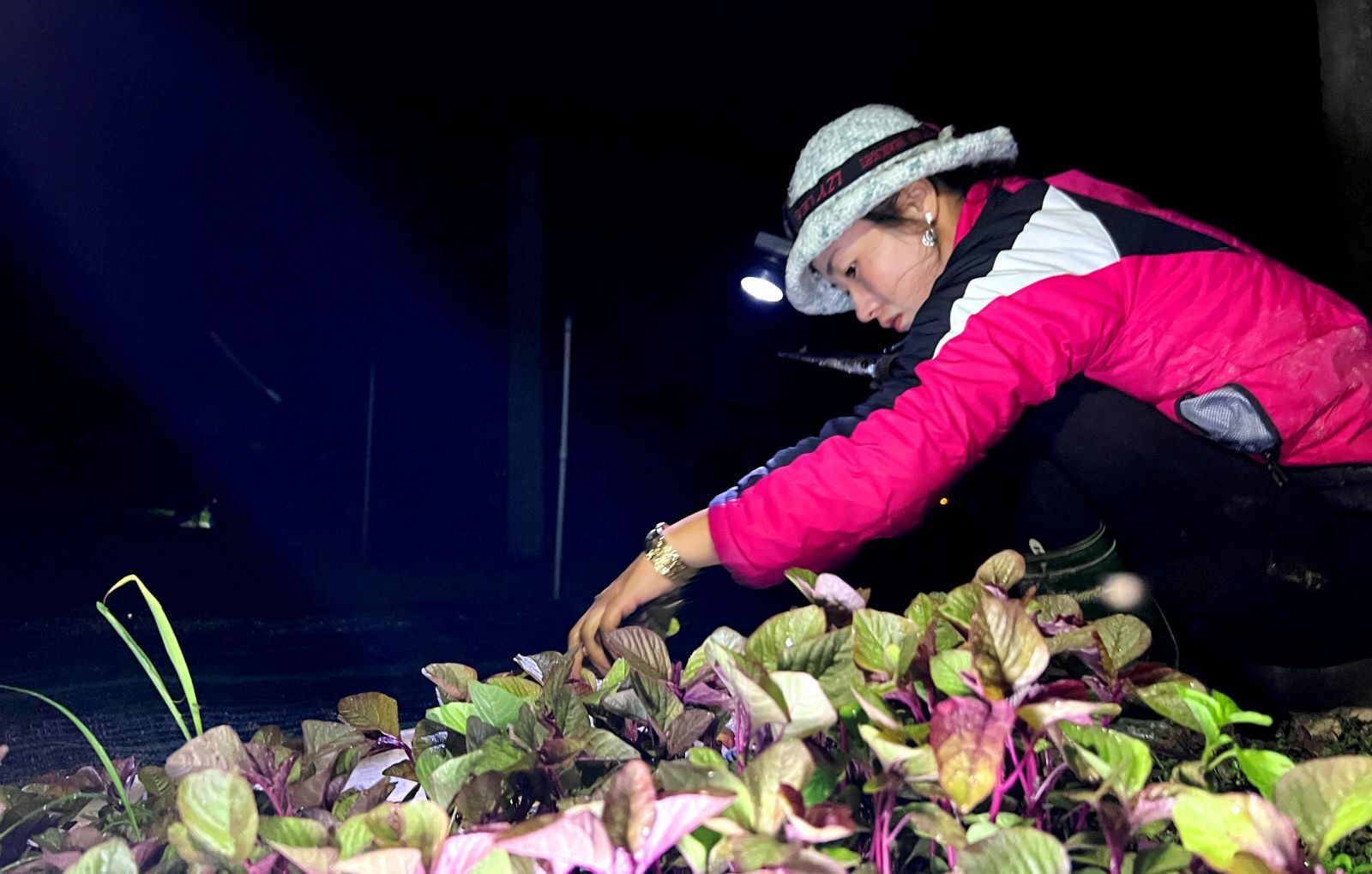 Harvesting vegetables at night
