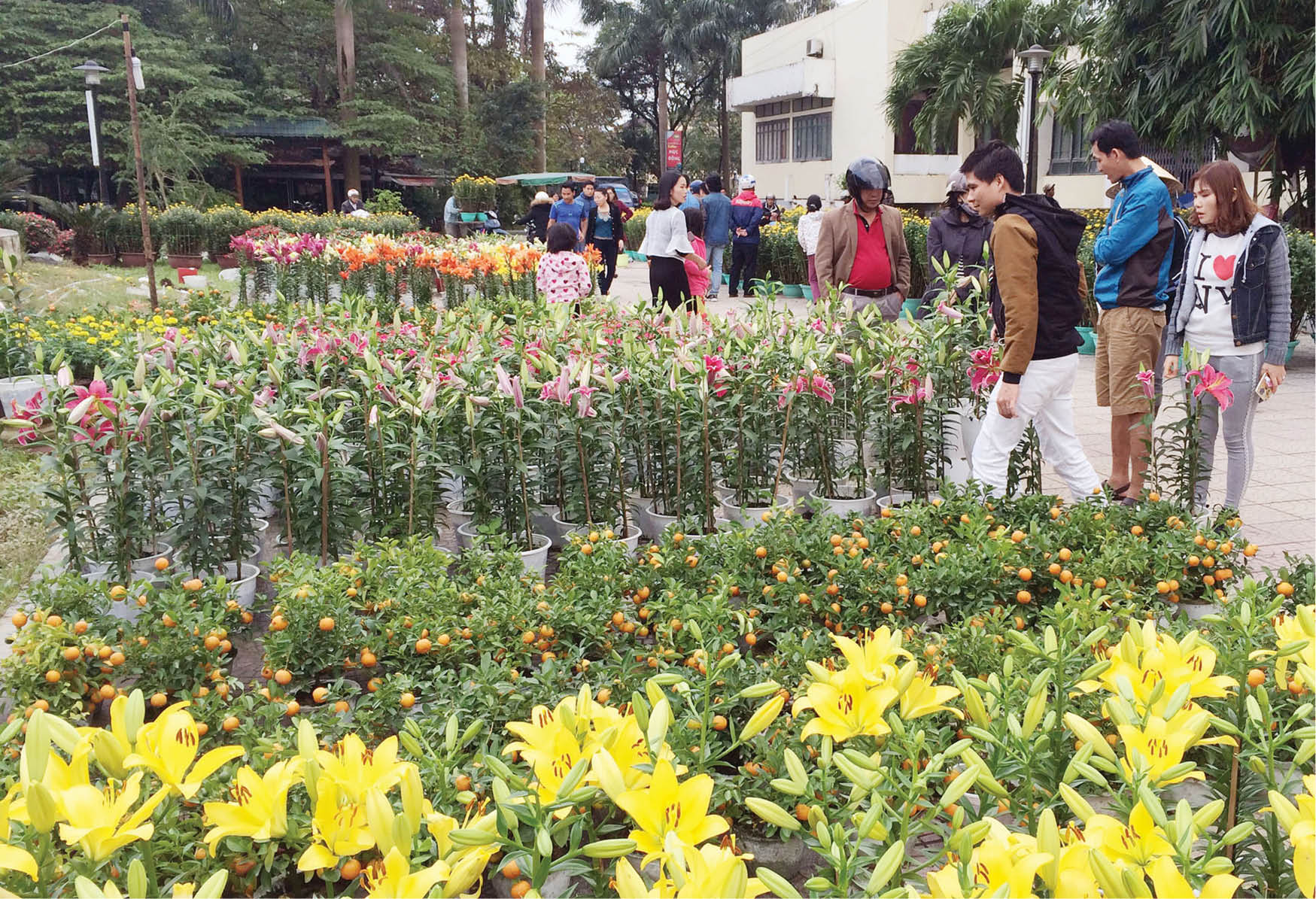 Để không còn cảnh phá hoa, đập chậu chiều ba mươi tết