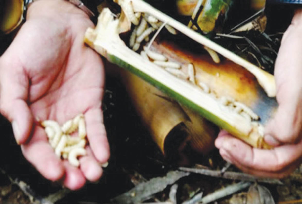 Lên miền sơn cước thưởng thức đặc sản sùng tre