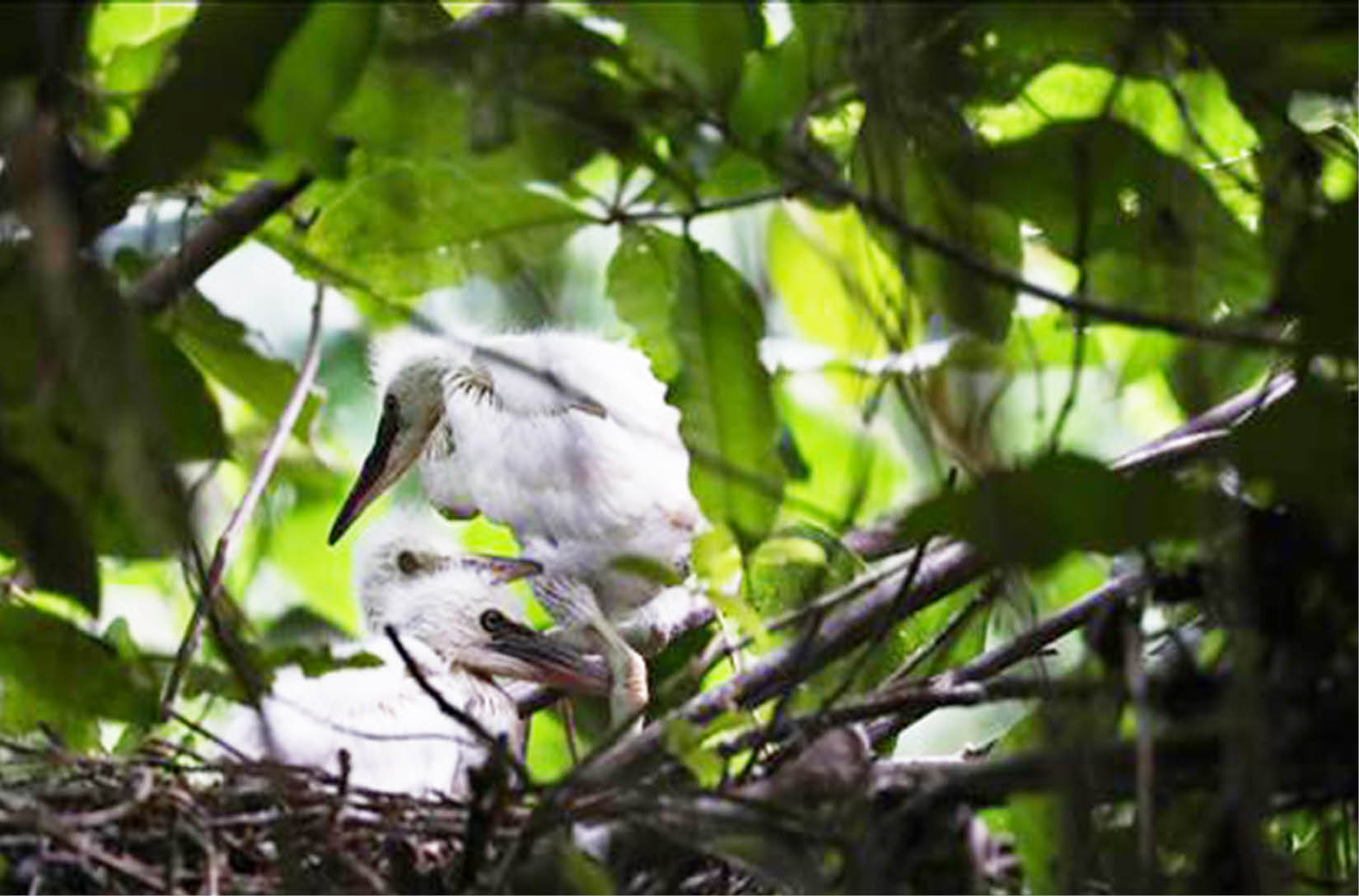 ASEAN và EU nắm giữ vai trò quan trọng trong phục hồi đa dạng sinh học