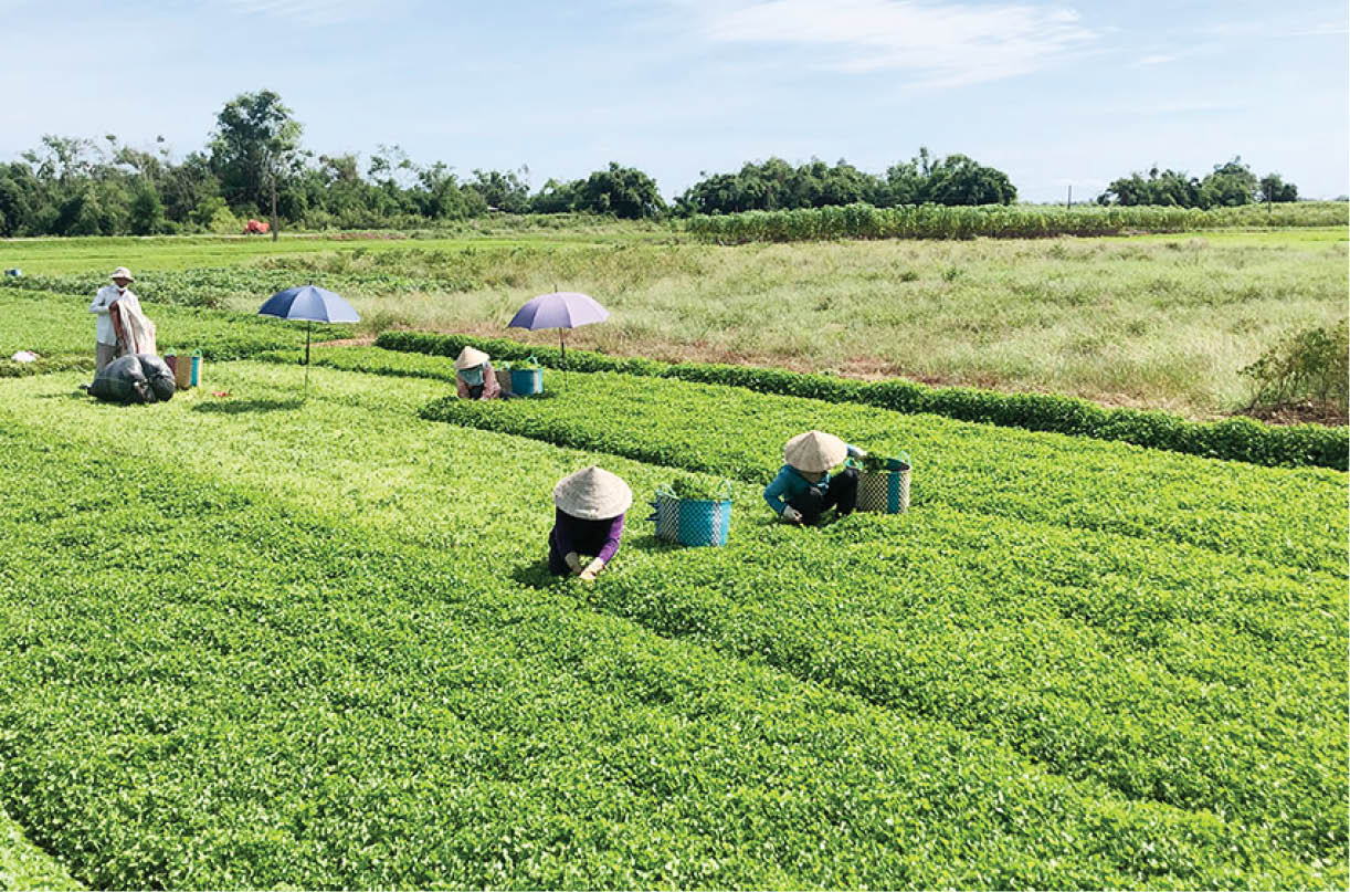 An toàn vệ sinh thực phẩm nông nghiệp Cơ bản đảm bảo