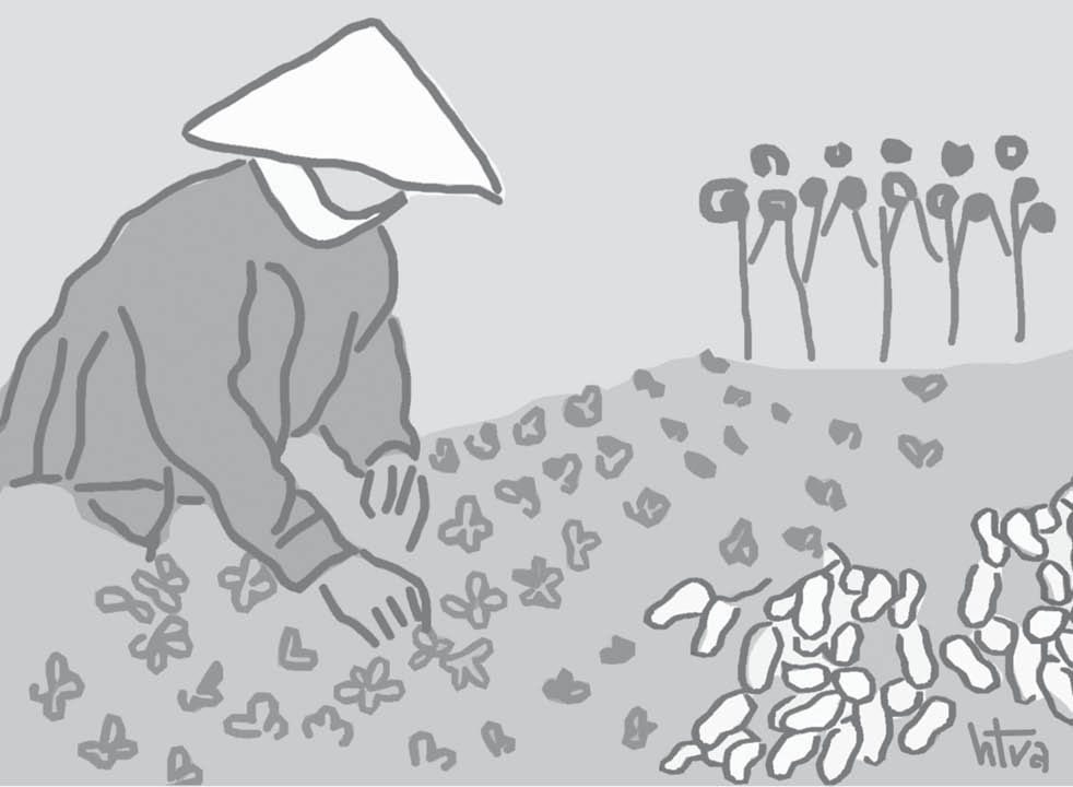 Mầm đậu phộng đầu năm