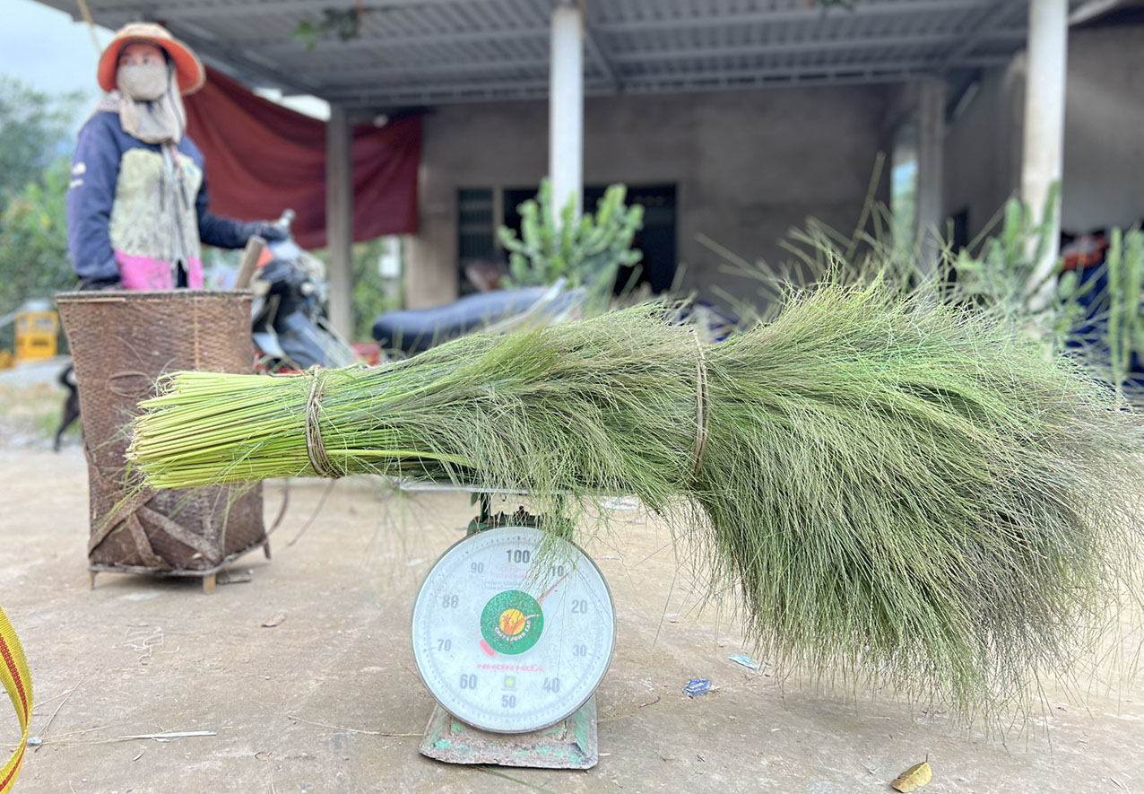 A Lưới vào mùa thu hoạch đót