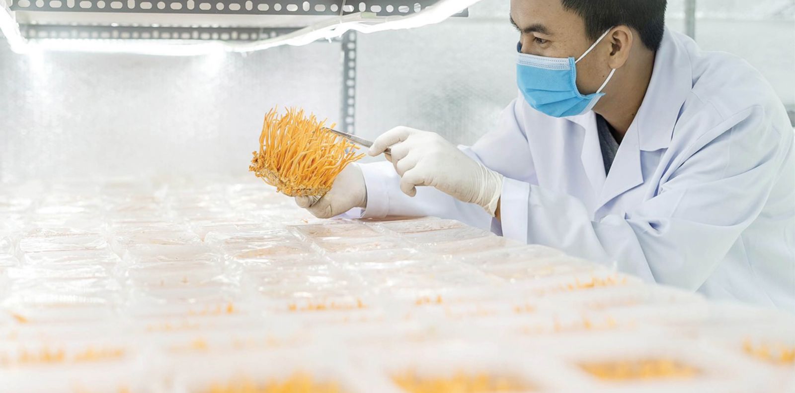 Destined for green agriculture