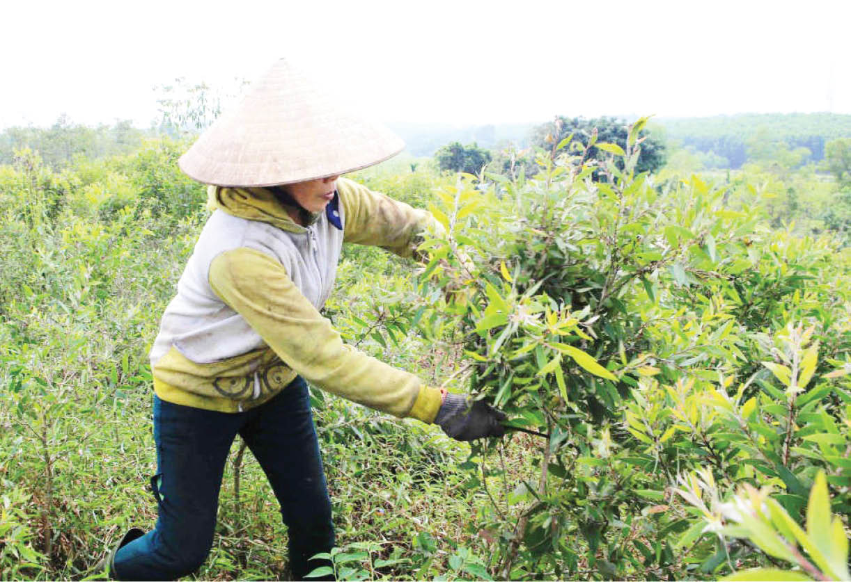 Hướng mở từ cây dược liệu trên vùng đất khó
