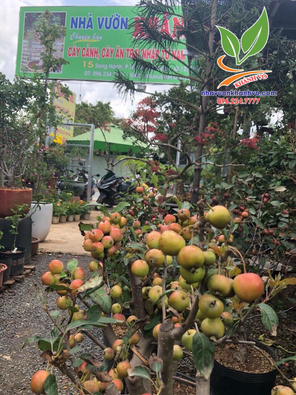 Giống táo đỏ lùn siêu ngọt, trồng  chậu, tạo dáng Bonsai