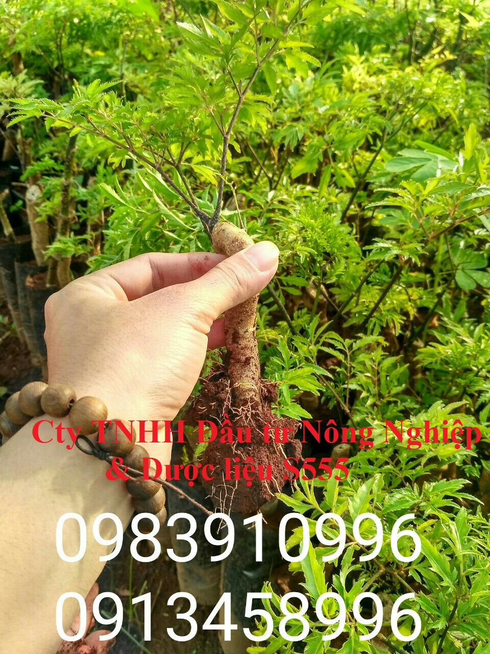 cung cấp cây đinh lăng số lượng lớn ,thu mua toàn quốc